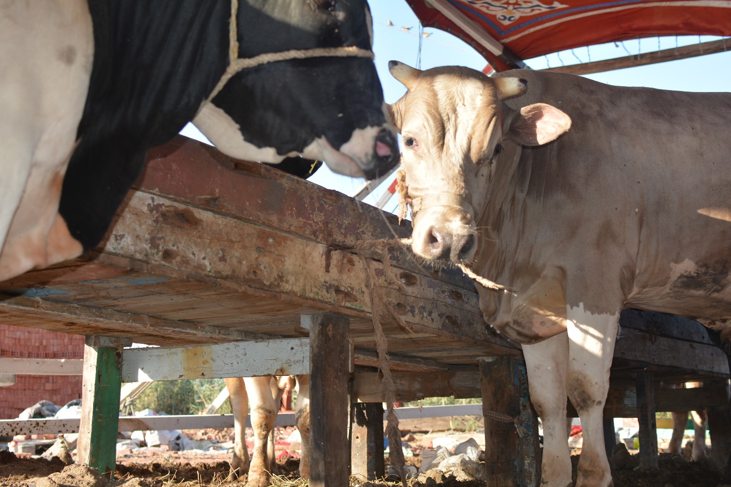 البقر والجاموس في السوق