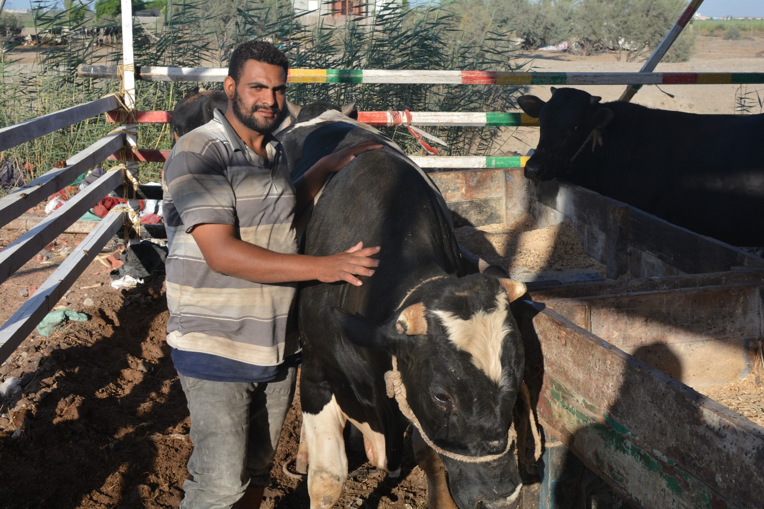 سوق الماشية جنوب محافظة بورسعيد