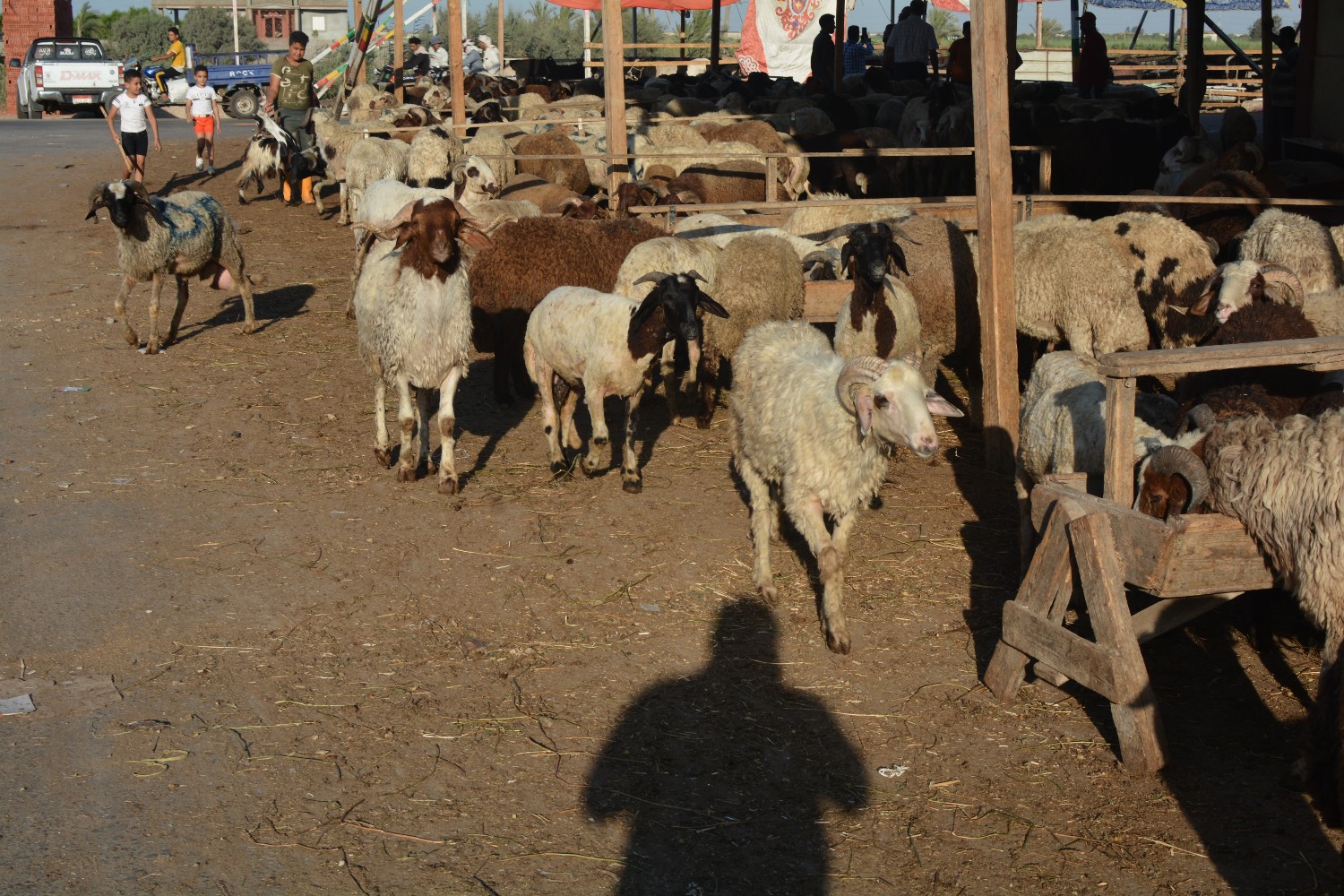 أسواق المواشي جنوب بورسعيد