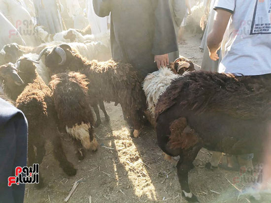 أكبر سوق لبيع خروف العيد (6)