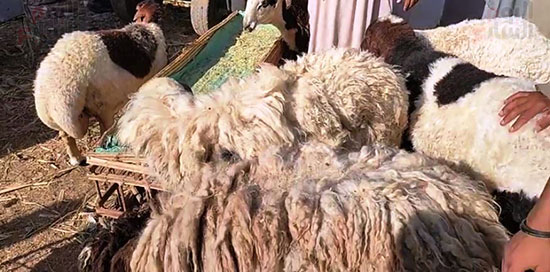أكبر سوق لبيع خروف العيد (10)