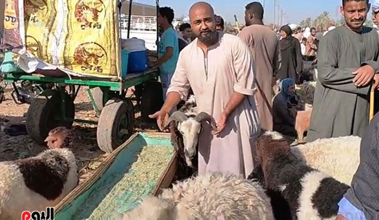 أكبر سوق لبيع خروف العيد (9)