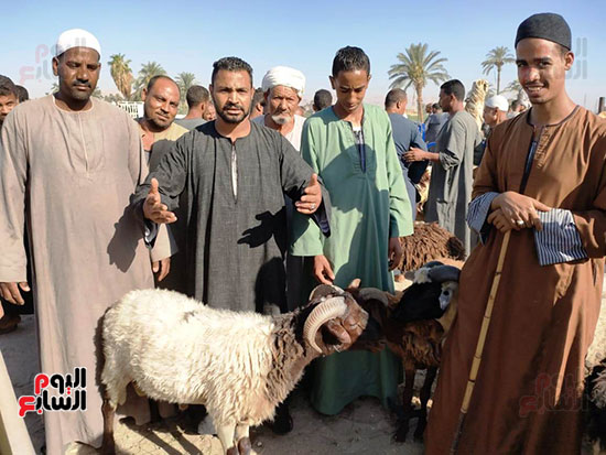 أكبر سوق لبيع خروف العيد (1)