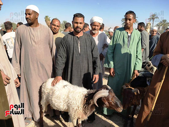 أكبر سوق لبيع خروف العيد (7)