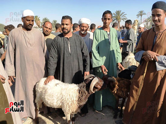 أكبر سوق لبيع خروف العيد (4)