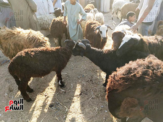 أكبر سوق لبيع خروف العيد (8)