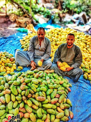 أعمال جمع وفرز أنواع المانجو فى مزارع محافظة الأقصر (2)