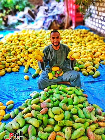 أعمال جمع وفرز أنواع المانجو فى مزارع محافظة الأقصر (4)