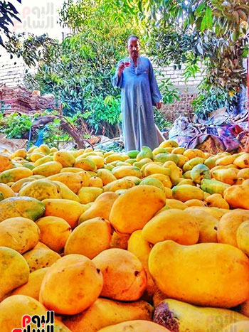 أعمال جمع وفرز أنواع المانجو فى مزارع محافظة الأقصر (5)