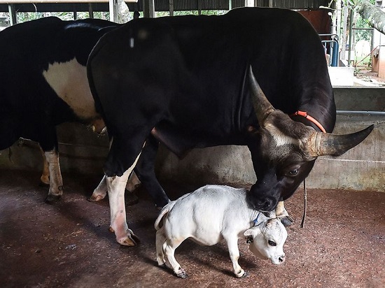 يبلغ حجم الأبقار الآخرى في المزرعة ضعف حجم راني