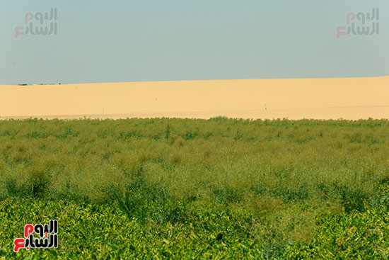 استخدام أراضى الصحراء فى الزراعة