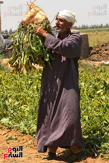 أنتاج بنجر السكر