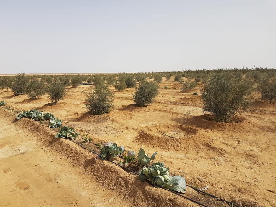 مناطق زراعية جديدة بوسط سيناء