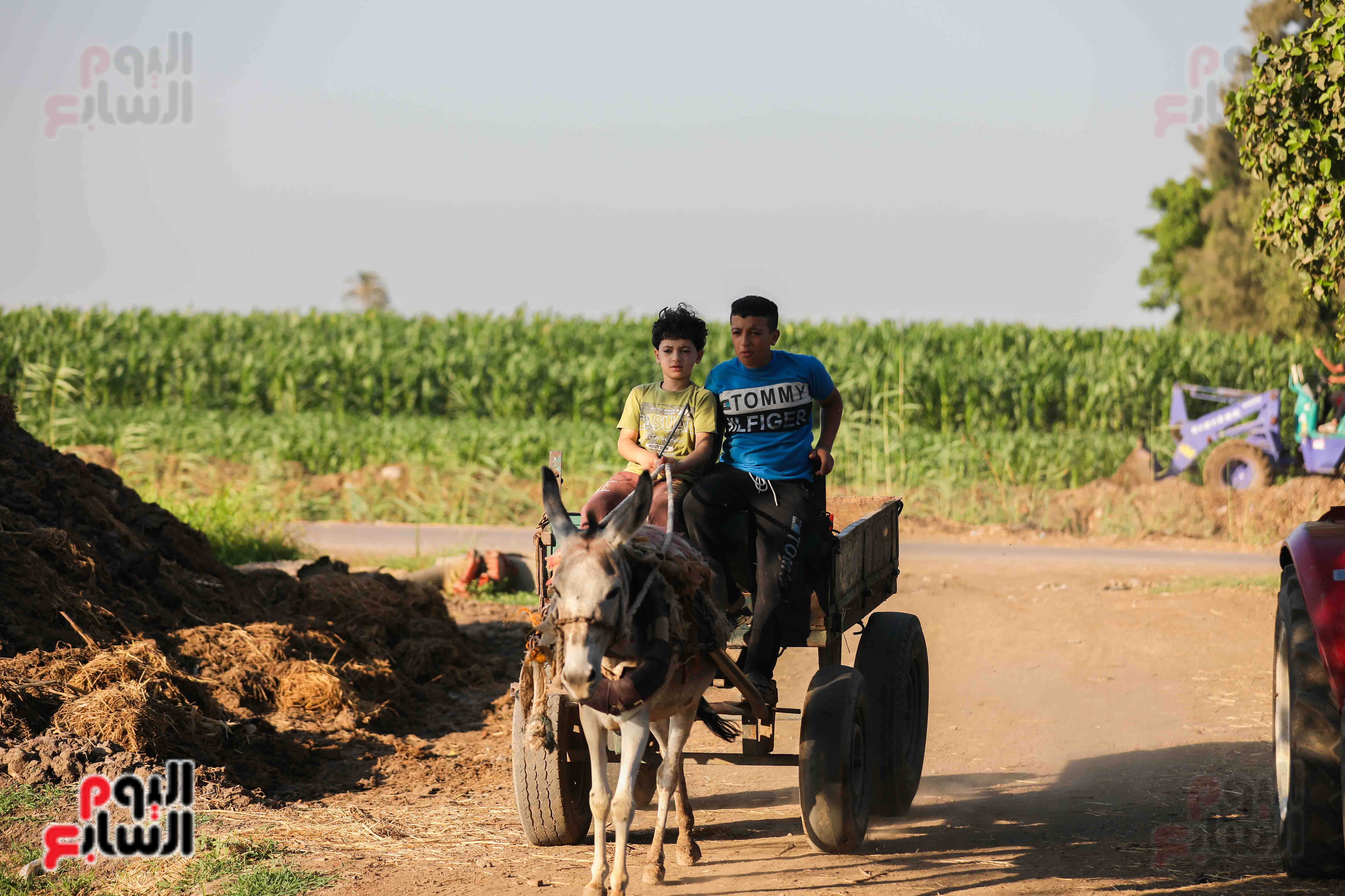 مشاهد مبهجة من العمل في الريف المصري وسط الأجواء الحارة (14)