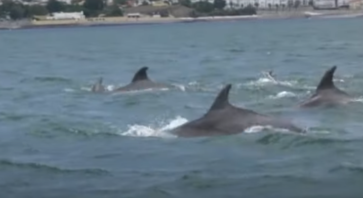 الدلافين على شواطئ لشبونة