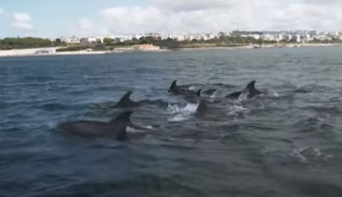 الدلافين تقدم عروض فى المياه