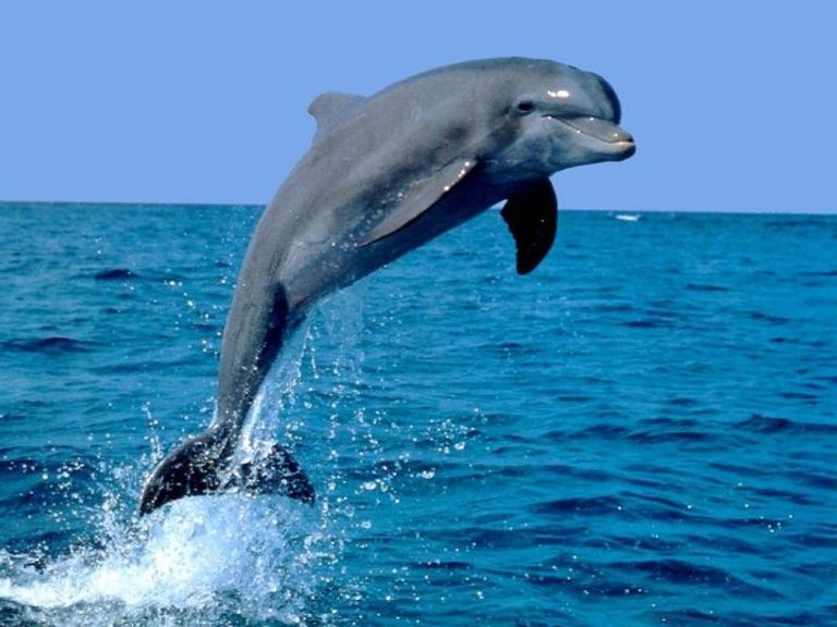 176-145439-dolphins-common-characteristics-humans-2