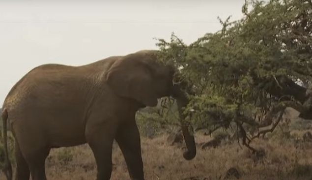 قطاع افيال فى ناميبيا