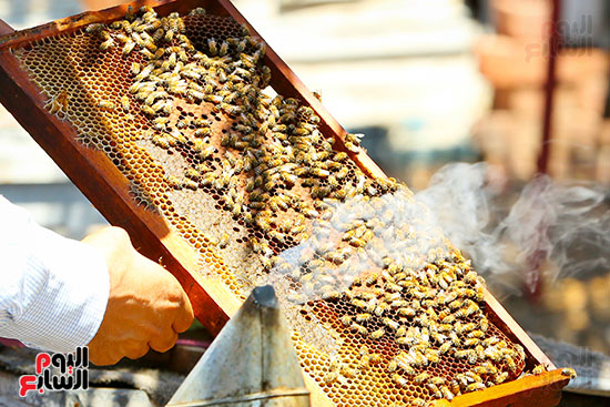 التبخير لتهدئة النحل  قبل الكشف