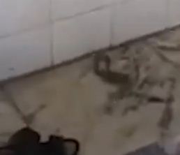 محاولة قتل الثعبان