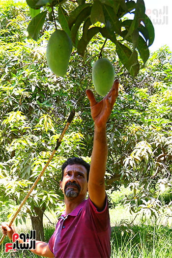 حصاد فاكهة المانجو