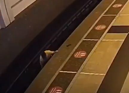 انقاذ الركاب من القطار