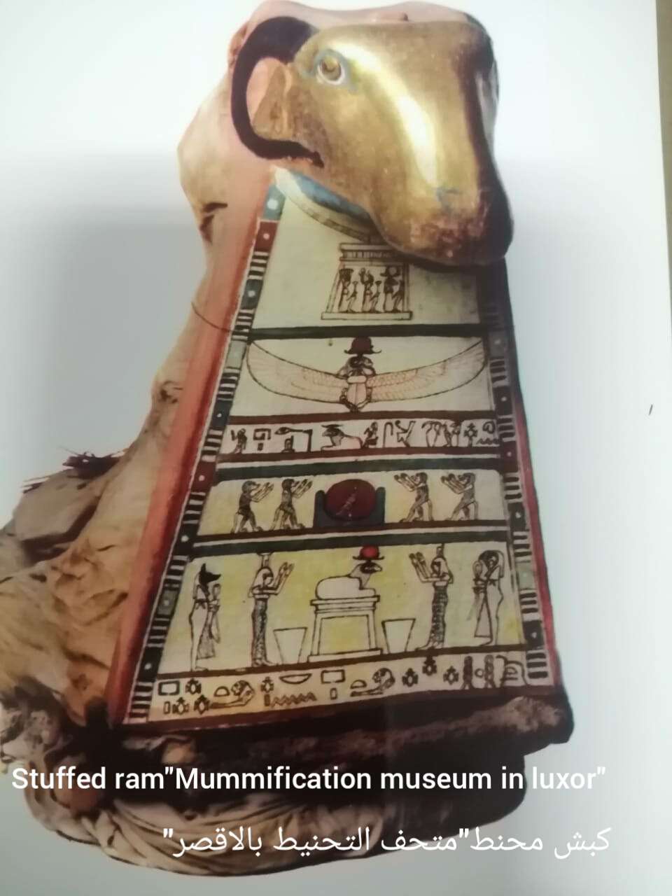 كبش محنط متحف الاقصر