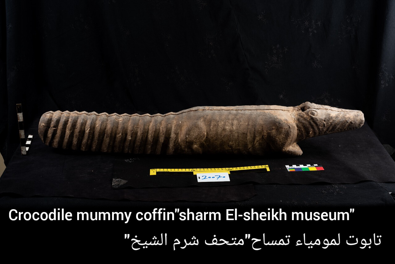 تابوت لمومياء تمساح متحف شرم الشيخ