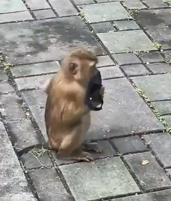 القرد يحاول ارتداء الكمامة