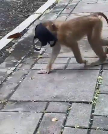 القرد يتجول بالكمامة