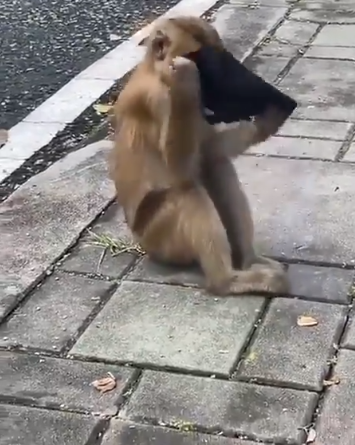 القرد يحاول ارتداء كمامة طبيه