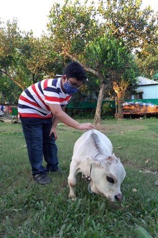 0_PAY-WORLDS-SMALLEST-COW-dies-after-shooting-to-fame-across-the-globe