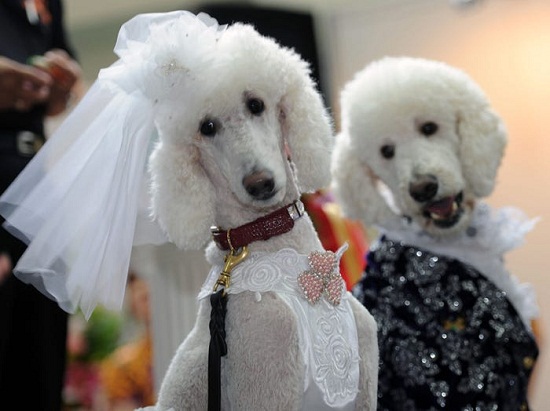 كلاب بحفل الزفاف