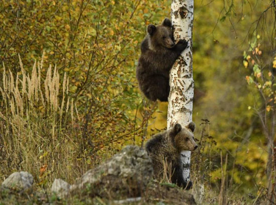 تعيش آلاف الدببة فى الغابات القديمة جدا