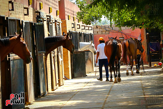 مزارع الخيول فى مصر