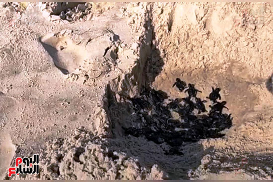 سلاحف-حديثة-الولادة