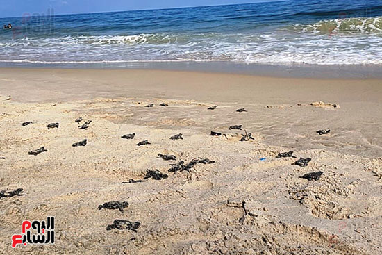 لحظة-عودة-السلاحف-الى-البحر