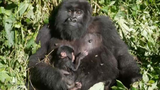 ولادة غوريلا جبلية فى الكونغو