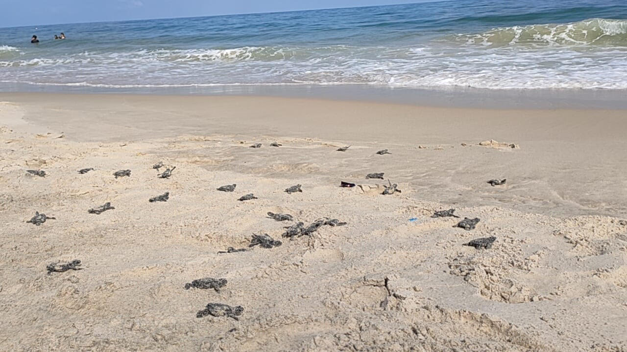 السلاحف على شاطئ العريش