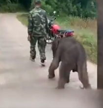 الفيل الصغير