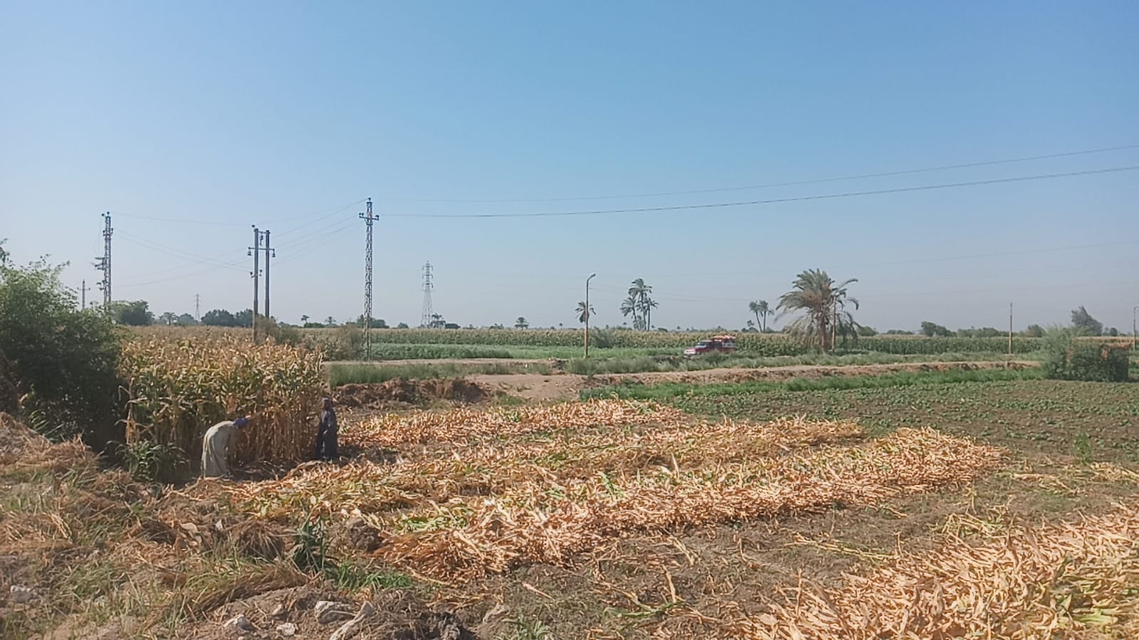 المزارعين خلال حصاد محصول الذرة الشامية