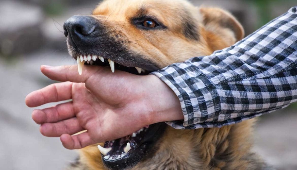 dog-bite-injury-attorneys-1170x670-1