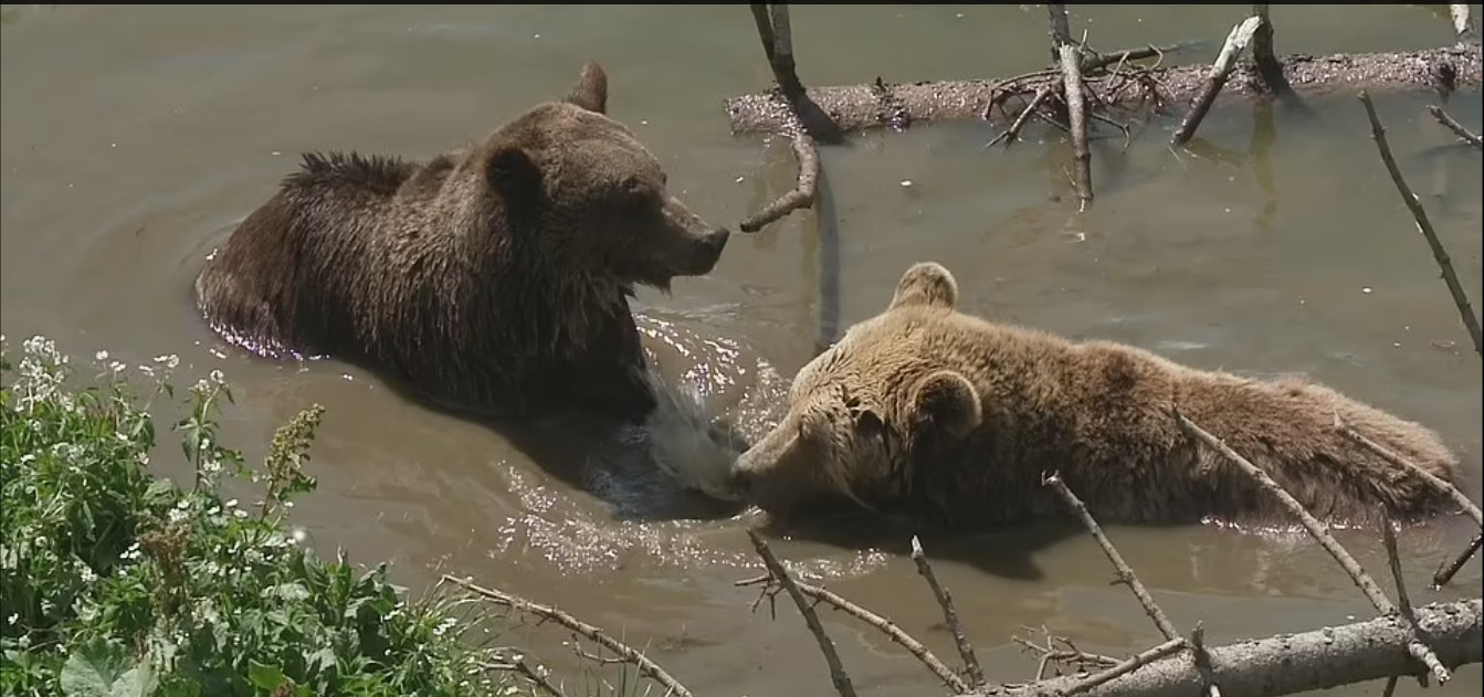 الدب جامبولينا والدب ميمو يستحمان فى البحيرة