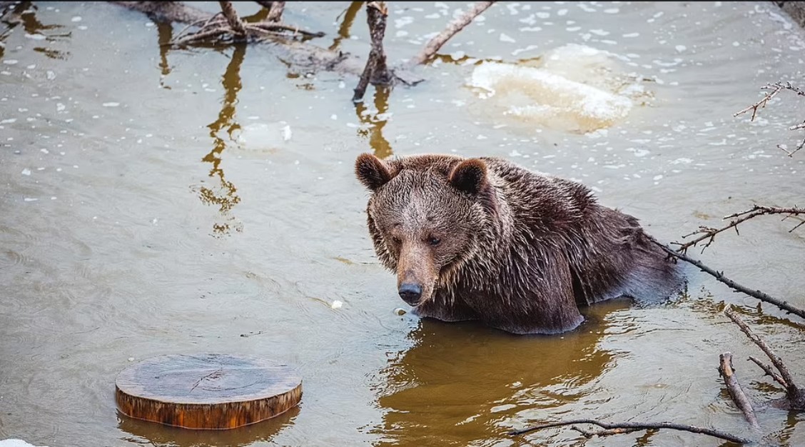 الدب الأكثر وحدة فى العالم يستحم فى البحيرة