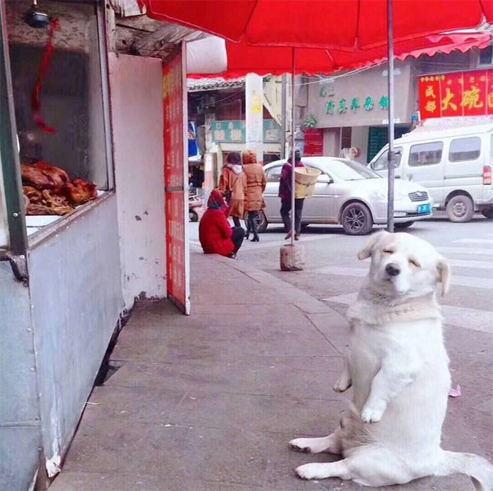 كلب يجلس أمام محل بشكل مثير للضحك