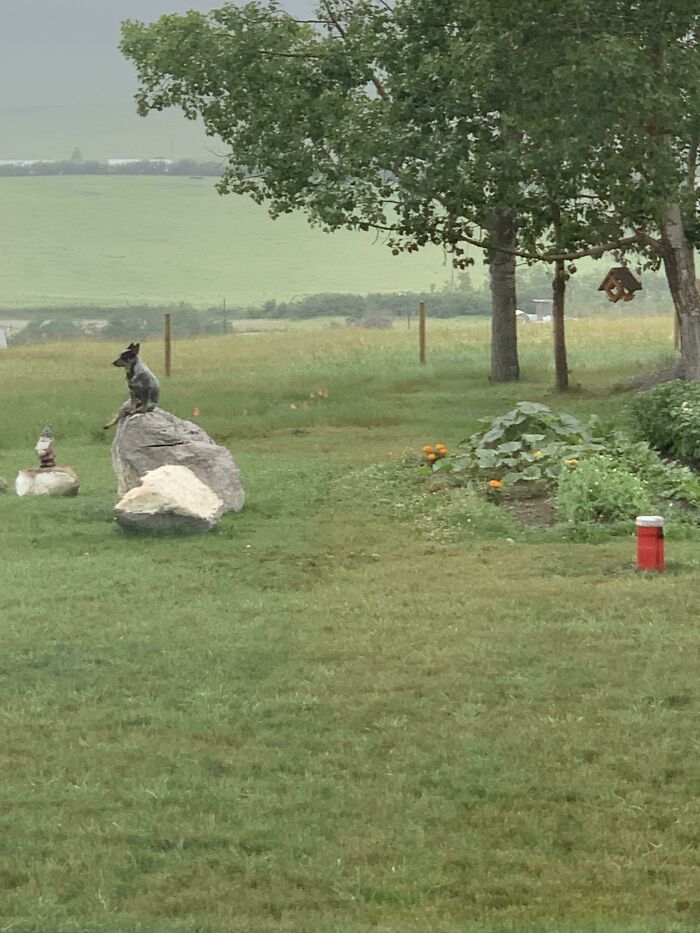 كلب يجلس على حجارة وسط حديقة