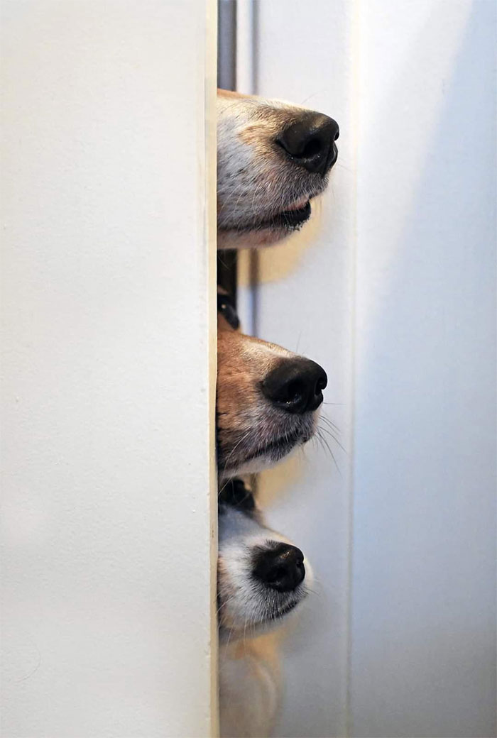 ثلاثة كلاب ينظرون من خلف الباب