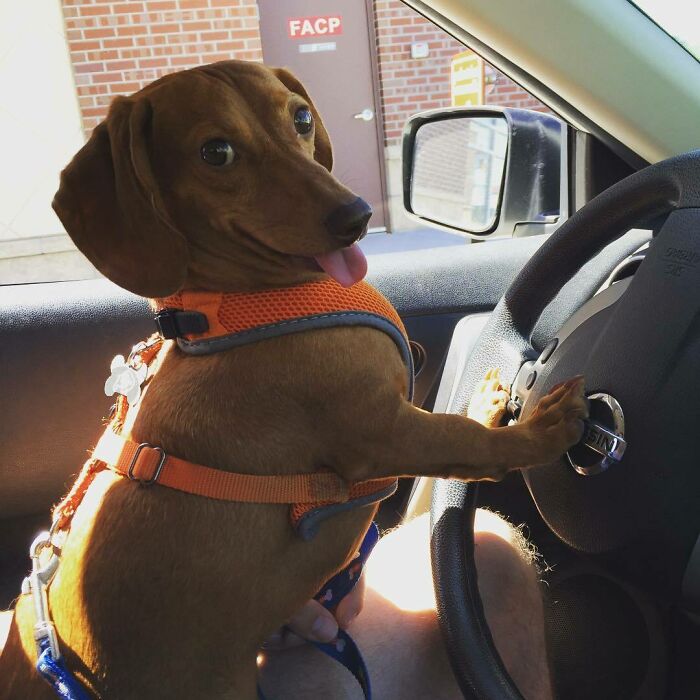 كلب يجلس على مقعد القيادة