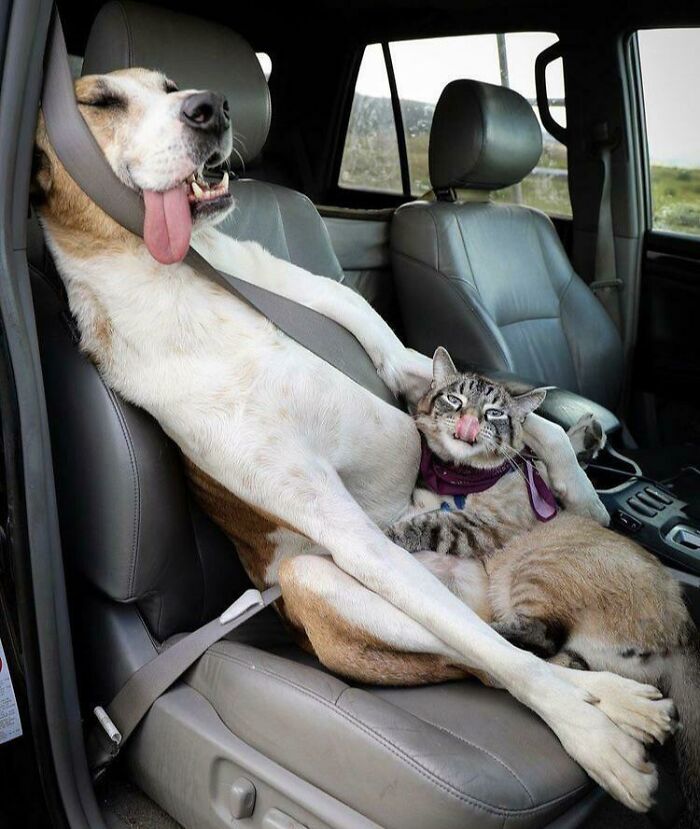 كلب يضع قطه على رجله فى سيارة