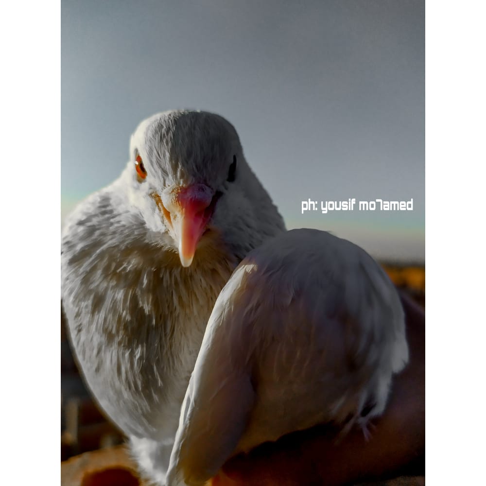 تصوير 2 تصوير 2